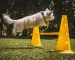 Revolutionizing Dog Training: Exploring the Latest Technology and Emerging Trends