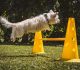 Revolutionizing Dog Training: Exploring the Latest Technology and Emerging Trends