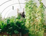 Eco-Friendly Gardening: Exploring the Latest Innovations in Sustainable Horticulture