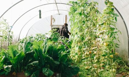 Eco-Friendly Gardening: Exploring the Latest Innovations in Sustainable Horticulture