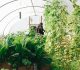 Eco-Friendly Gardening: Exploring the Latest Innovations in Sustainable Horticulture