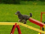 Comprehensive list of the equipment you can use for dog agility training