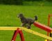Comprehensive list of the equipment you can use for dog agility training