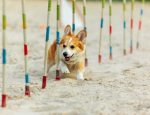 Nurturing Best Friends: The Art of Dog Training in Australia
