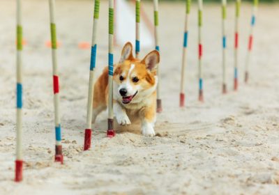 Nurturing Best Friends: The Art of Dog Training in Australia