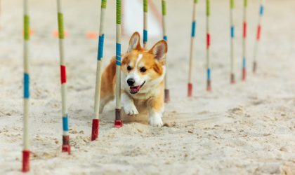 Nurturing Best Friends: The Art of Dog Training in Australia
