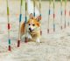 Nurturing Best Friends: The Art of Dog Training in Australia