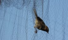 10 Revolutionary Bird Netting Innovations Taking Flight in the Future