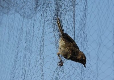 10 Revolutionary Bird Netting Innovations Taking Flight in the Future