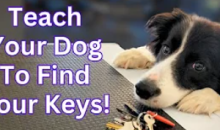 Unlocking the Benefits: Teaching Your Dog to Find Your Car Keys