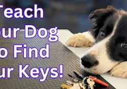 Unlocking the Benefits: Teaching Your Dog to Find Your Car Keys