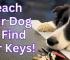 Unlocking the Benefits: Teaching Your Dog to Find Your Car Keys