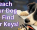 Unlocking the Benefits: Teaching Your Dog to Find Your Car Keys