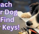 Unlocking the Benefits: Teaching Your Dog to Find Your Car Keys