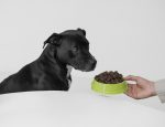 The Dog Podcast Uncovers Startling Truths About What We Feed Our Dogs [Press Release]