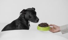 The Dog Podcast Uncovers Startling Truths About What We Feed Our Dogs [Press Release]