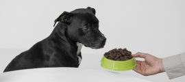 The Dog Podcast Uncovers Startling Truths About What We Feed Our Dogs [Press Release]