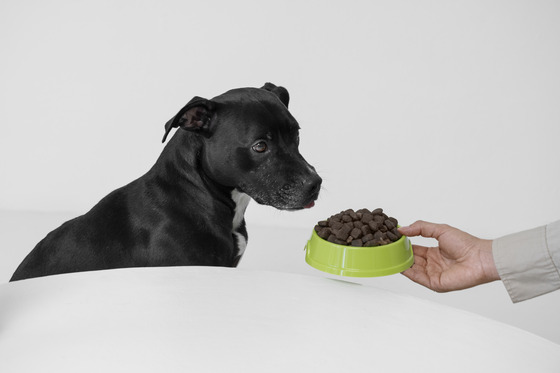 The Dog Podcast Uncovers Startling Truths About What We Feed Our Dogs [Press Release]